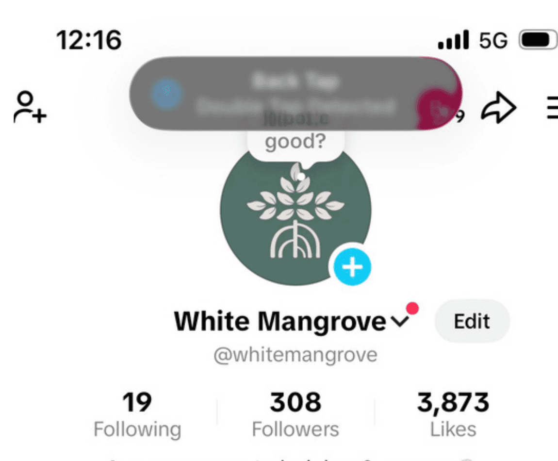 White Mangrove Instagram profile showing 308 followers and 3,873 likes